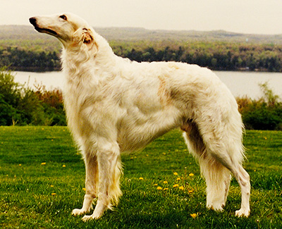 Top Conformation Borzoi 1990